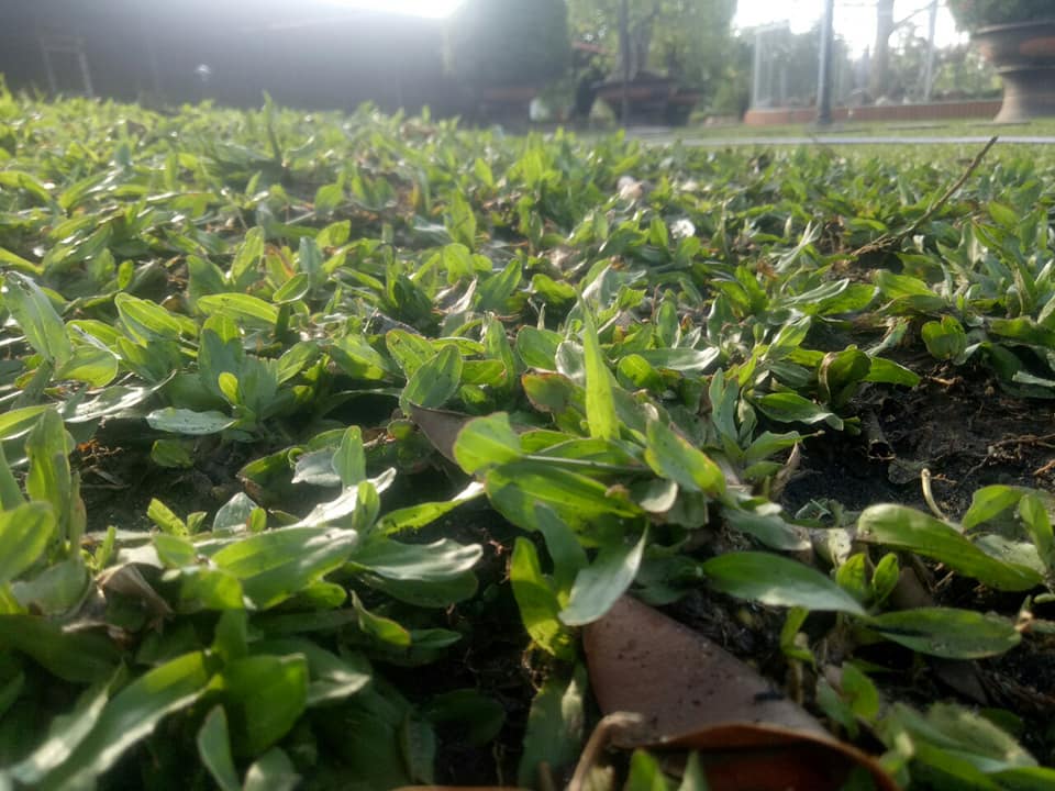 Công ty trồng cỏ sân vườn ở Bình Phước