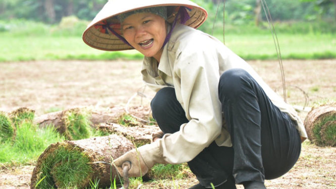 Dịch vụ trồng cỏ cảnh ở Bắc Tân Uyên Bình DƯơng