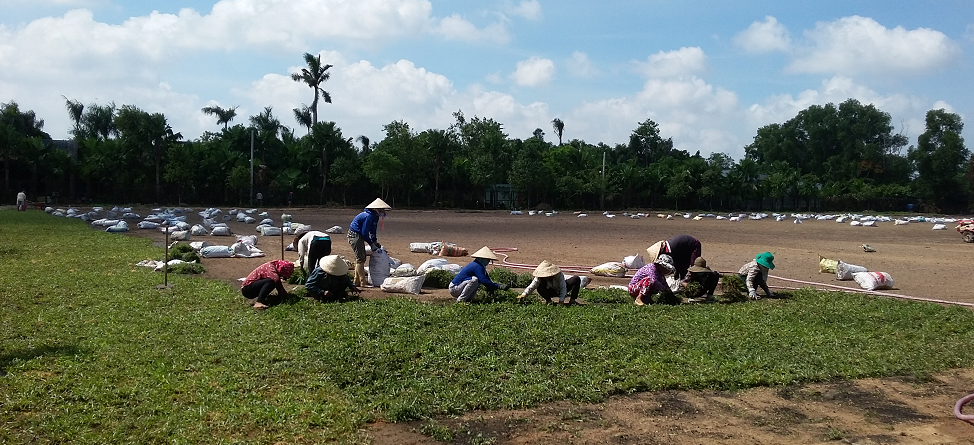 Dịch vụ chăm sóc sân vườn ở Tây  Ninh