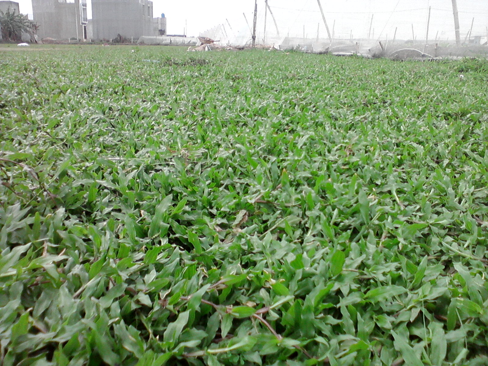 Dịch vụ trồng cỏ lá gừng ở Bàu Bàng