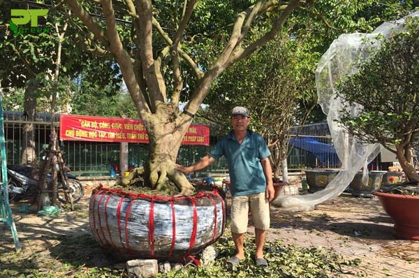Dịch vụ di dời cây xanh ở Tây Ninh