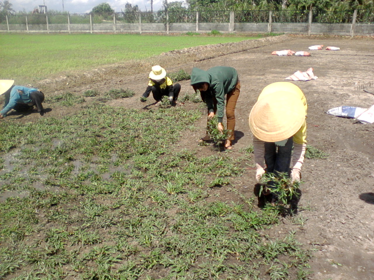 Dịch vụ trồng cỏ ở Trảng Bàng Tây Ninh