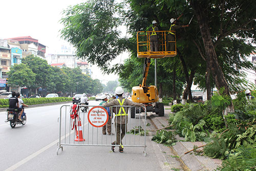 Công ty cắt tỉa cây xanh ở Bàu Bàng