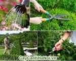 Dịch vụ chăm sóc cảnh quan cây xanh tại Bình Dương | Dịch vụ cây xanh