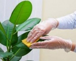 Dịch vụ cắt tỉa cây xanh tại Bình Dương | Công ty cây xanh