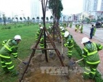 Công ty cây Xanh Long Hiệp Phát Tại Bình Dương