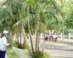 Dịch vụ chăm sóc cây xanh tại Tây Ninh | Công ty cây xanh tại Tây Ninh