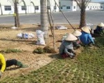 Công ty cây xanh tại Bình Dương | Thi công cây xanh