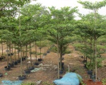 Công ty trồng cây tại Bình Dương | Cung cấp cây giống