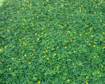 Công ty cây xanh tại Bình Dương 