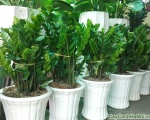 Công ty trồng cây tại Bình Dương
